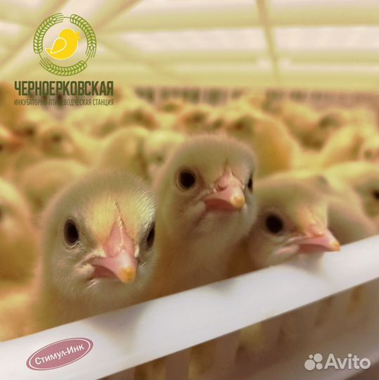 Суточные цыплята бройлера