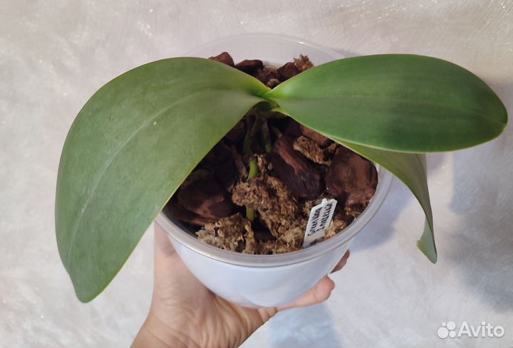 Орхидея фаленопсис Green World Snakeskin