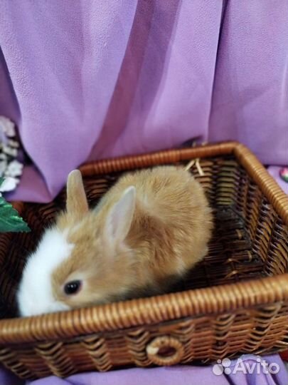 Карликовые кролики. Москва