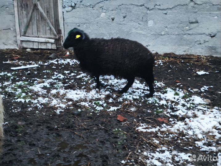 Овцы бараны