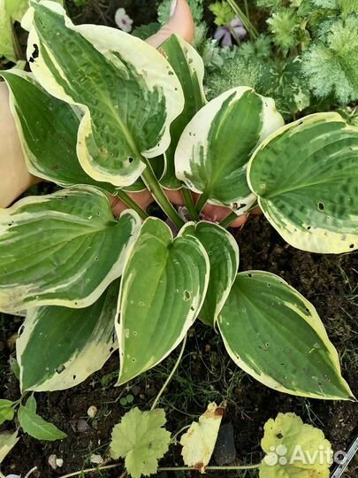 Хоста Splashed leather и др