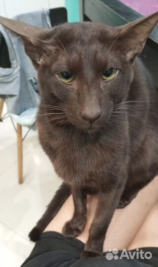 Кот Ориентал кастрированный в добрые руки