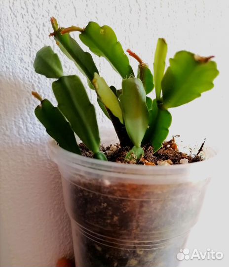 Декабрист шлюмбергера