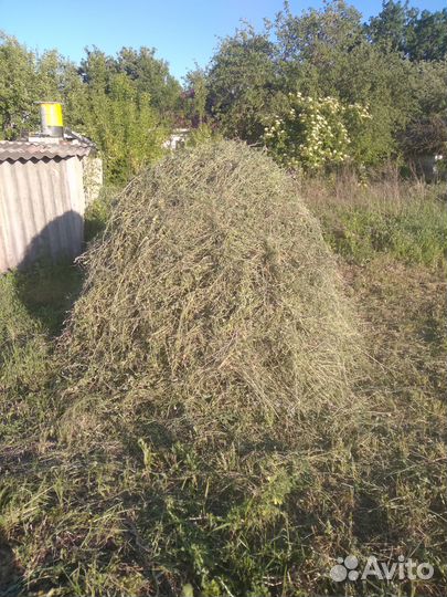 Сено люцерны