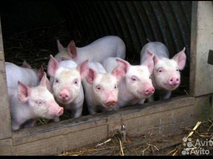 Поросята 2 месяца