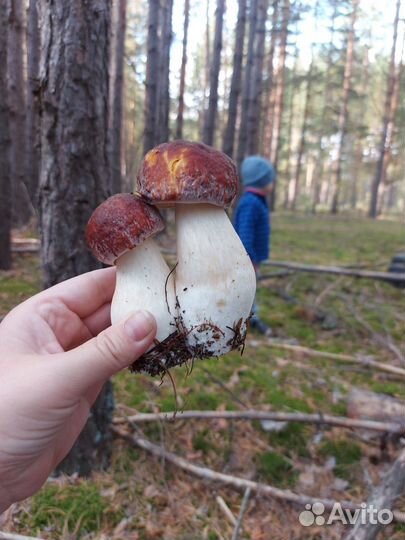 Грибы свежие. Белые,красноголовики