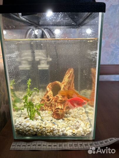 Аквариум