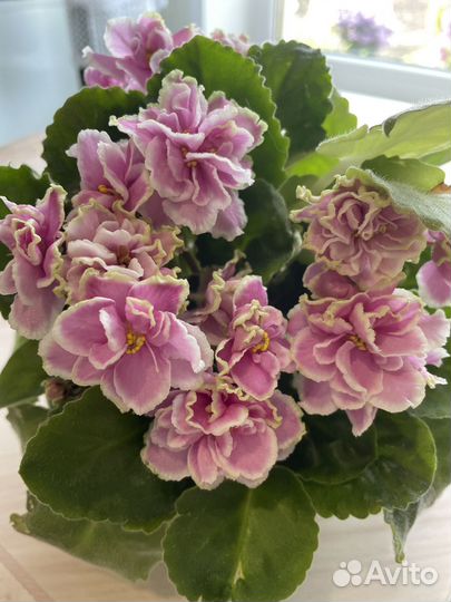 Цветущие фиалки