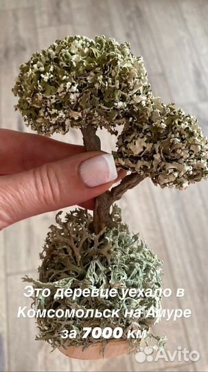 Дерево с цетрарией