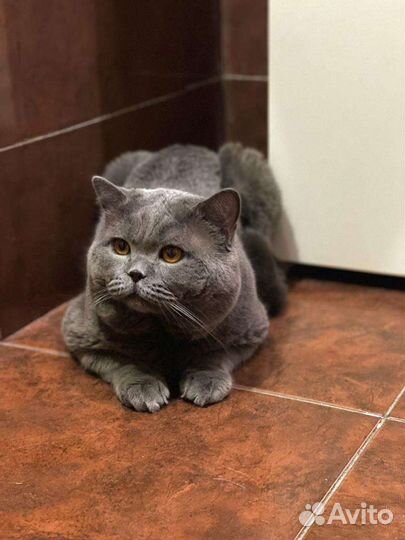 Вязка с британцем