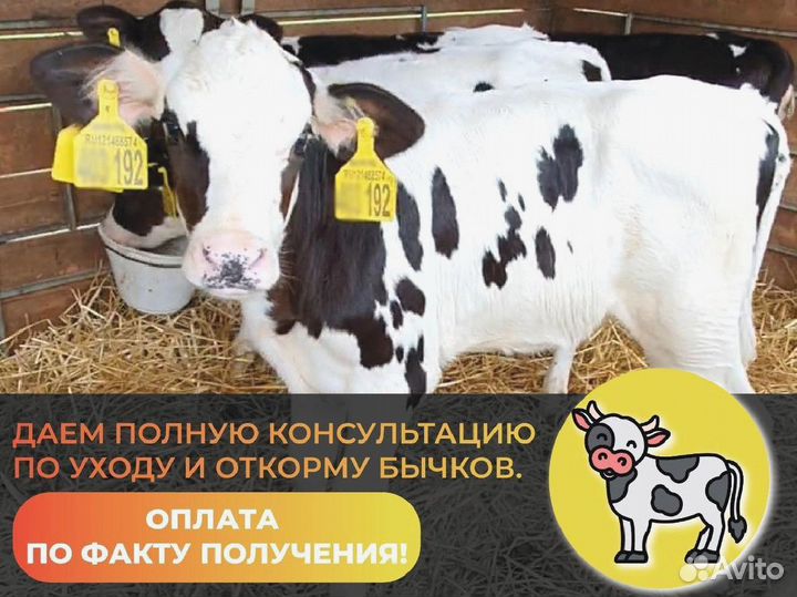 Телята Бычки мясного направления