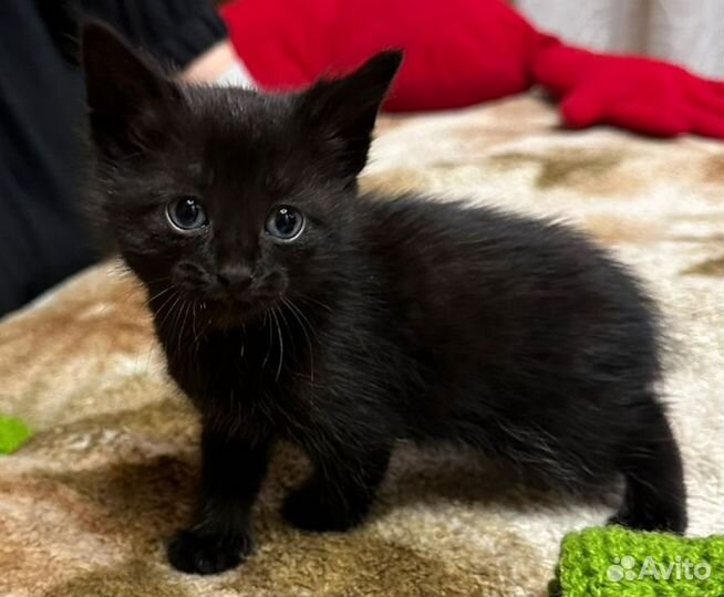 Котята бесплатно