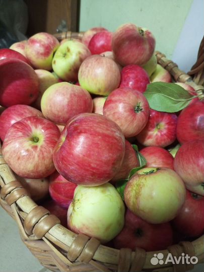 Яблоки