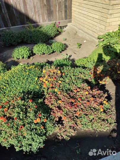 Хризантемы мультифлора