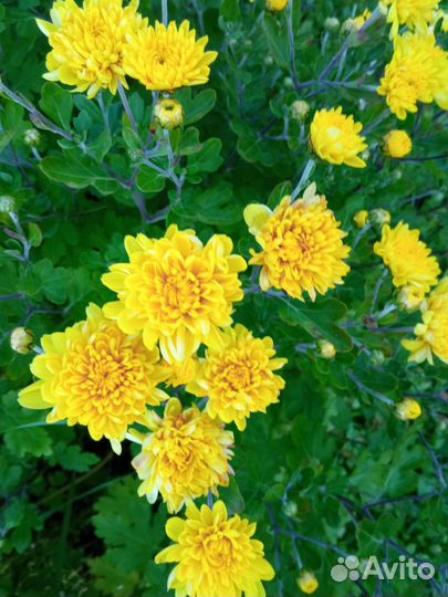 Хризантема кустовая
