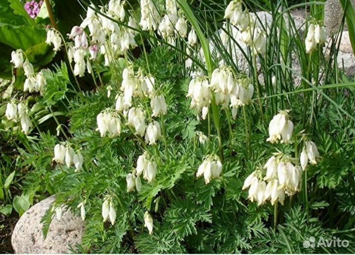 Многолетники для сада (цветы, растения)