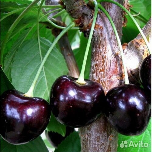 Черешня Ипуть / Саженцы черешни