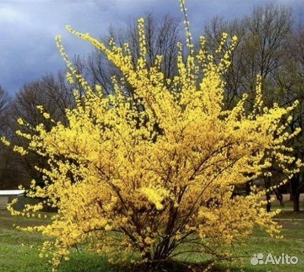 Форзиция яйцевидная