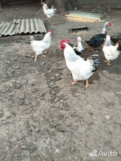 Молодые петушки