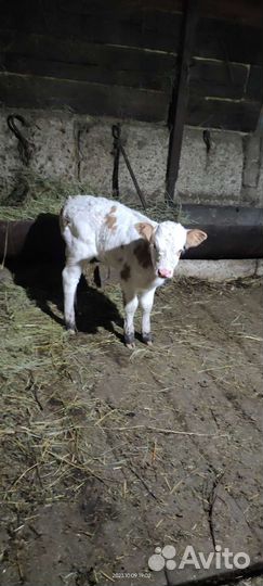 Теленок, телочка