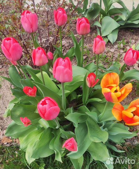 Луковицы тюльпанов