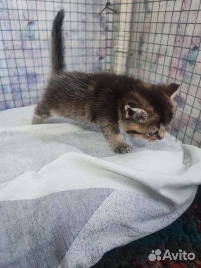 Котята шотландская шиншилла