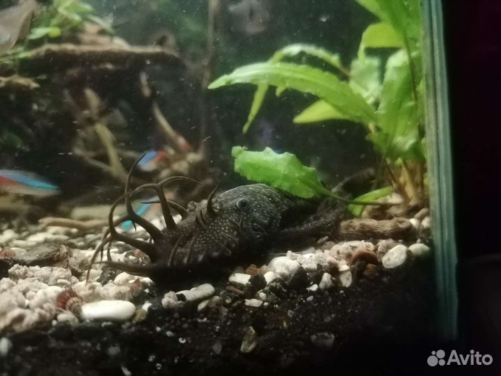 Анцитрус вуалевый и обычный