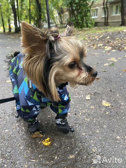 Щеночки мини йорка