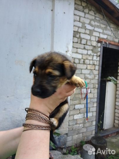 Овчарка