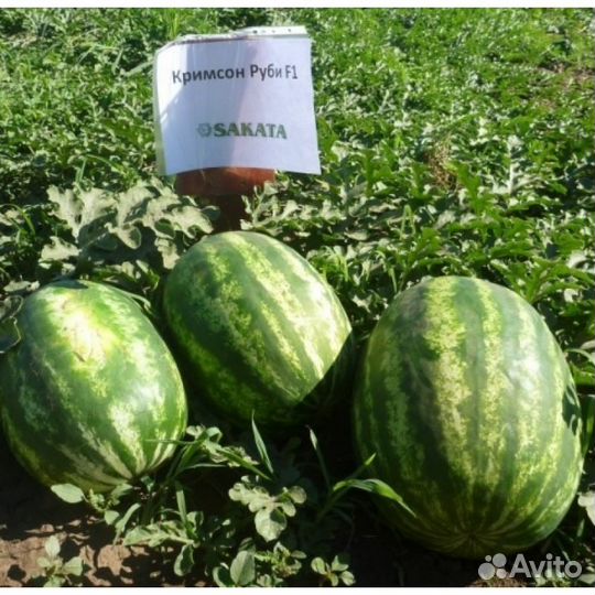 Семена арбуза Кримсон Руби