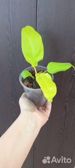 Филодендрон голден Лок