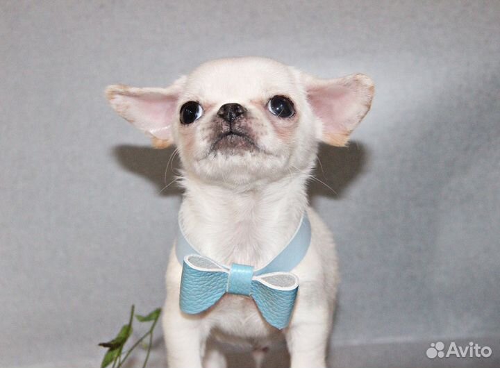 Смешной веснушка