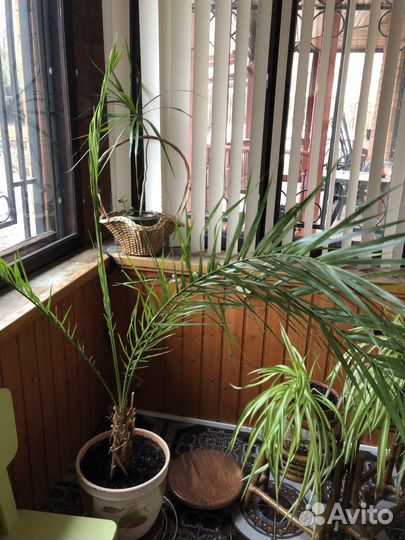 Комнатные растения