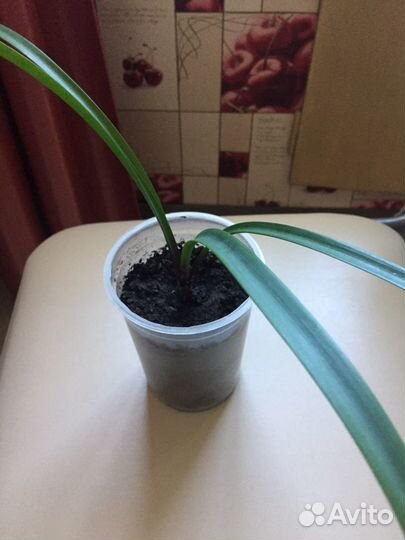 Гиппеаструм красно-оранжевый