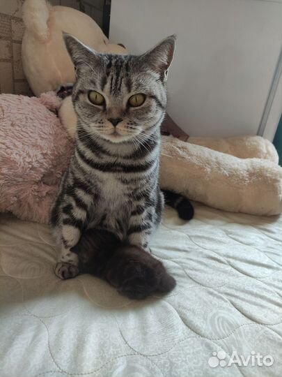 Британский котёнок