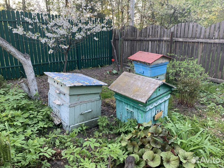 Пчелиные ульи