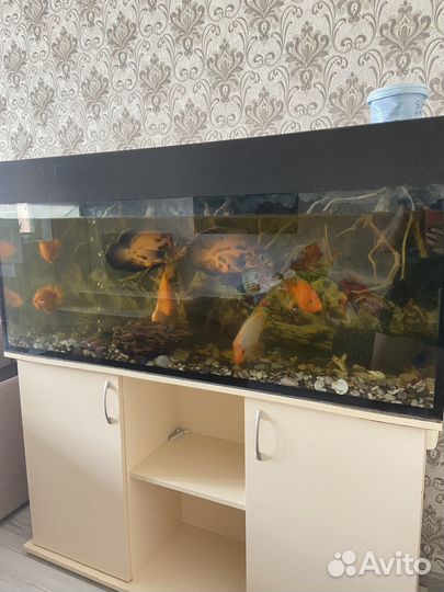 Аквариумные рыбки с тумбой