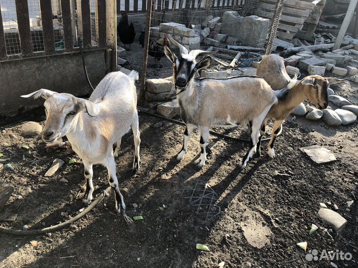 Возможен обмен