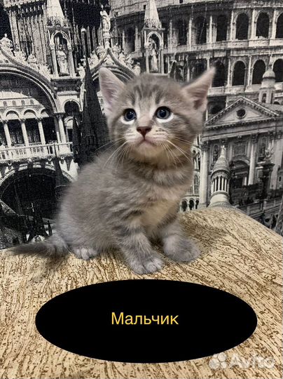 Кошки мэйкун