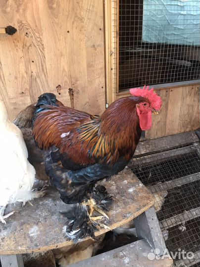 Петух Брама