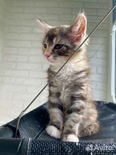 Бусинка ищет дом