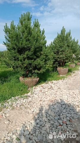 Сосна Норвежская