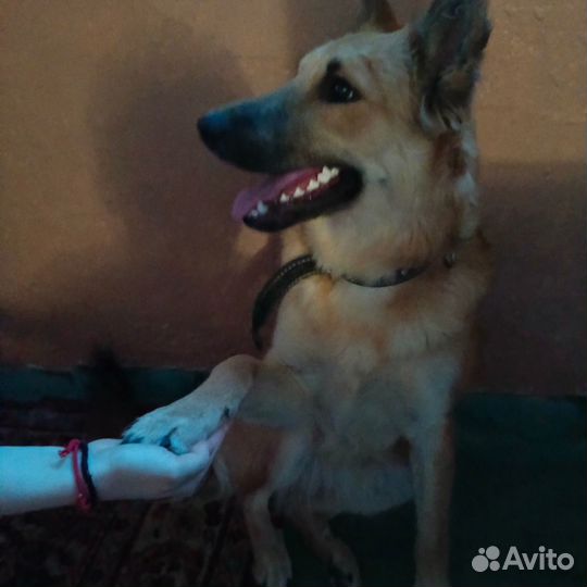 Собака в добрые руки