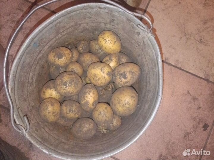 Картофель мелкий