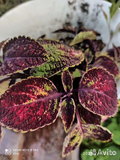 Колеусы вегетативные