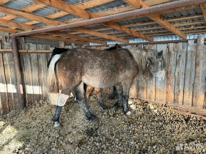 Лошади жеребята