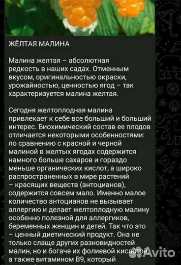 Саженцы малина гордость россии