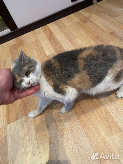 У кошки умерла хозяйка - ищем ей дом