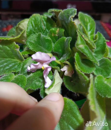 Фиалка сиреневая светлая