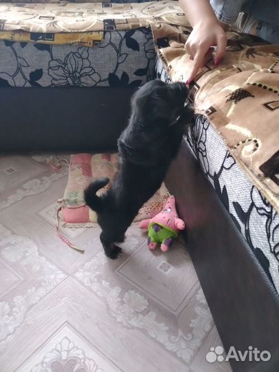 Щенок в добрые руки маленькой собаки